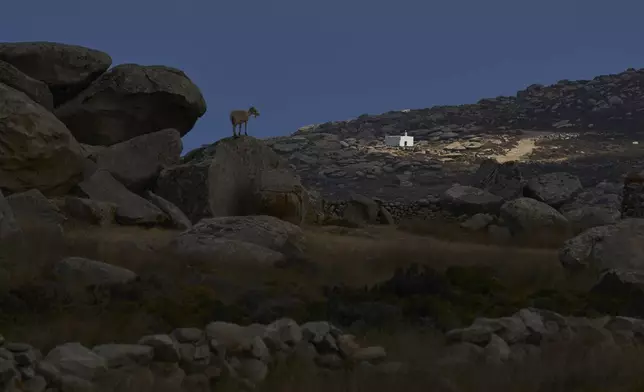 A goat stands on a rock as the sun shines on a family chapel on the island of Tinos, Greece, Thursday, Sept. 4, 2025. (AP Photo/Petros Giannakouris)
