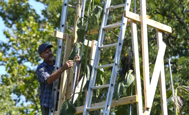 Alex Babich, climbs on the structure that surrounds his nearly 36-feet high sunflower that holds the world record for the tallest flower at his home in Fort Wayne, Ind., Thursday, Sept. 11, 2025. (AP Photo/Michael Conroy)