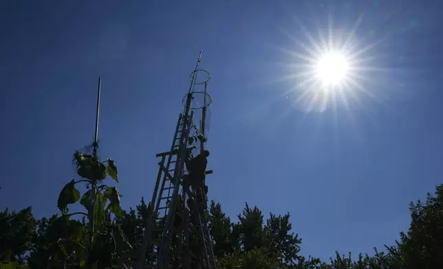Alex Babich, climbs on the structure that surrounds his nearly 36-feet high sunflower that holds the world record for the tallest flower at his home in Fort Wayne, Ind., Thursday, Sept. 11, 2025. (AP Photo/Michael Conroy)
