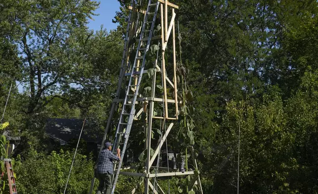 Alex Babich, climbs on the structure that surrounds his nearly 36-feet high sunflower that holds the world record for the tallest flower at his home in Fort Wayne, Ind., Thursday, Sept. 11, 2025. (AP Photo/Michael Conroy)