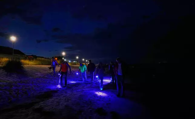 Participants search with a black light lamps in their hands for amber during a guided amber hunt for tourists on the beach of the Baltic Sea resort of Dahme, Germany, Tuesday, Sept. 2, 2025. (AP Photo/Markus Schreiber)