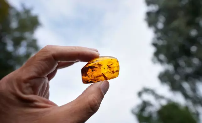Vollrath Wiese shows a piece of amber with insects trapped inside, at the "Nature House" museum in the village of Cismar near the Baltic Sea resort of Dahme, Germany, Tuesday, Sept. 2, 2025. (AP Photo/Markus Schreiber)