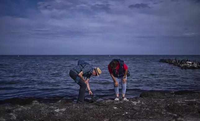 Tourist couple Guenter Hildebrandt, left, and Giesela Hildebrandt search for amber during a guided amber hunt for tourists at the beach of the Baltic Sea resort of Dahme, Germany, Tuesday, Sept. 2, 2025. (AP Photo/Markus Schreiber)