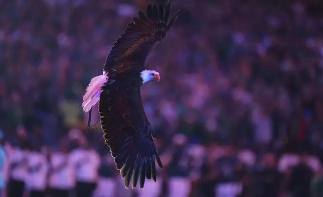 An eagle flies inside Lincoln Financial Field before an NFL football game between the Philadelphia Eagles and Dallas Cowboys Thursday, Sept. 4, 2025, in Philadelphia. (AP Photo/Matt Rourke)