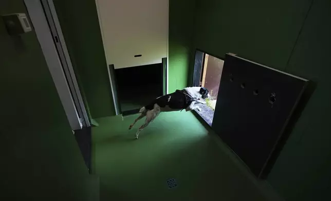 A dog named Zoe, runs out from one of the rooms of the Dog Relais, a hotel for dogs at Rome's Fiumicino International Airport, Wednesday, Sept. 17, 2025. (AP Photo/Alessandra Tarantino)