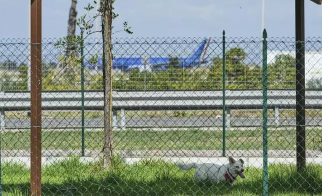 A dog stays in the park of the Dog Relais, a hotel for dogs at Rome's Fiumicino International Airport, Wednesday, Sept. 17, 2025. (AP Photo/Alessandra Tarantino)