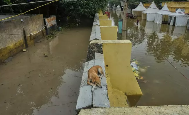 A stray dog sits on the top of a wall surrounded with flooded water after the river Yamuna, swollen by incessant rain in the higher regions, overran its banks, in New Delhi, India, Friday, Sept. 5, 2025. (AP Photo/Manish Swarup)