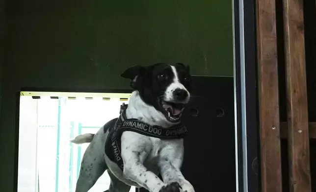 FILE - A dog named Zoe, runs out from one of the rooms of the Dog Relais, a hotel for dogs at Rome's Fiumicino International Airport, Wednesday, Sept. 17, 2025. (AP Photo/Alessandra Tarantino)