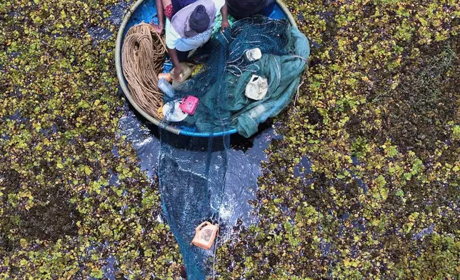 FILE - Fisherman Sunil Kumar, bottom, spreads a fishing net to help remove the weeds floating on Doddajala Lake on the outskirts of Bengaluru, India, Saturday, Aug. 23, 2025. (AP Photo/Aijaz Rahi)