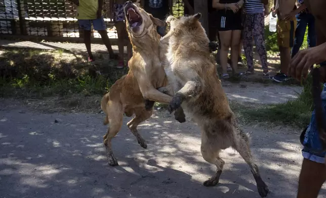 FILE PHOTO GALLERY - Dogs battle it out as a crowd gathers to watch in Los Pumitas neighborhood where an 11-year-old boy was fatally shot during a birthday party that spurred residents to wrecked the home of the suspected gunman and drug dealer, in Rosario, Argentina, March 6, 2023. (AP Photo/Rodrigo Abd)