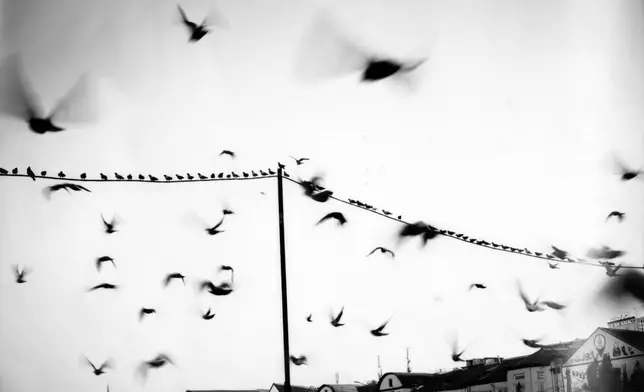 FILE PHOTO GALLERY - Pigeons take flight near the Shah-Do Shamshira Mosque in Kabul, Afghanistan, June 8, 2023. (AP Photo/Rodrigo Abd)