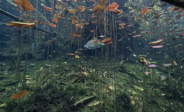 FILE PHOTO GALLERY - A fish swims past a web of aquatic plants inside a cenote in Rancho Viejo, Mexico, March 1, 2024. These glowing sinkhole lakes, known as cenotes, are a part of one of Mexico's natural wonders: A fragile system of thousands of subterranean caverns, rivers, and lakes that wind beneath Mexico's southern Yucatan peninsula. (AP Photo/Rodrigo Abd)