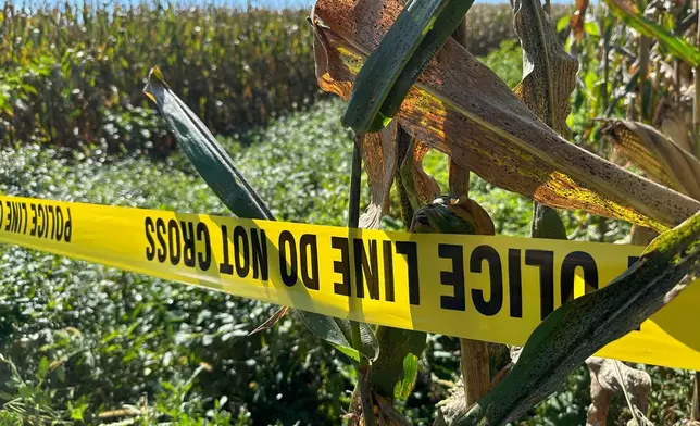 Police tape blocks a section of a cornfield, Thursday, Sept. 18, 2025, near where police were shot during a domestic investigation on Wednesday in North Codorus, Pa. (AP Photo/Tassanee Vejpongsa)