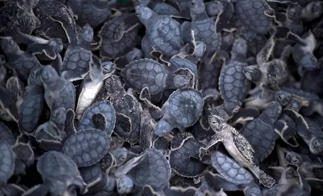 The Palace Company's Sea Turtle Conservation Program involves collaborators, guests, suppliers, authorities, and social allies - fostering a replicable model of responsible tourism