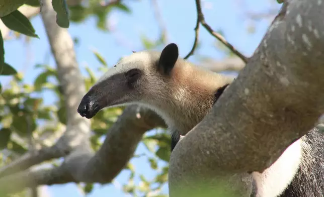 The Palace Company monitors 278 wildlife species - reptiles, amphibians, birds, and mammals - 10 of which are endangered, such as the northern tamandua (Tamandua mexicana) a species of anteater found thriving at the Moon Palace Private Reserve