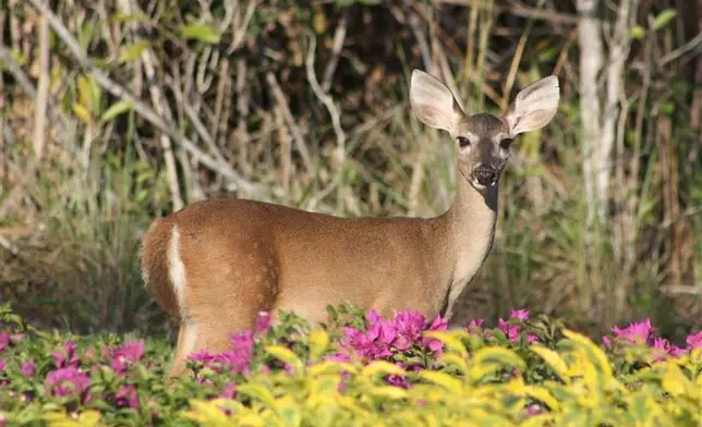 The Moon Palace Private Reserve, a 315-hectare protected natural area with over 70% mangrove cover, stores 62,490 tons of carbon and mitigates 234,723 tons of CO₂ annually - the equivalent of the emissions from 63,000 people