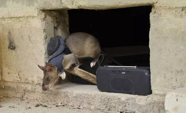 A rat trained in search and rescue operations exits simulated earthquake rubble at APOPO's facility in Morogoro, Tanzania, Tuesday, July 29, 2025. (AP Photo/Jack Denton)