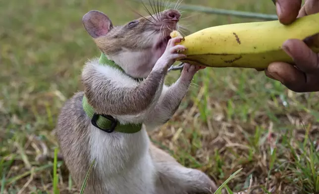 A rat is rewarded after a successful search and rescue training mission in simulated earthquake rubble at APOPO's facility in Morogoro, Tanzania, Tuesday, July 29, 2025. (AP Photo/Jack Denton)