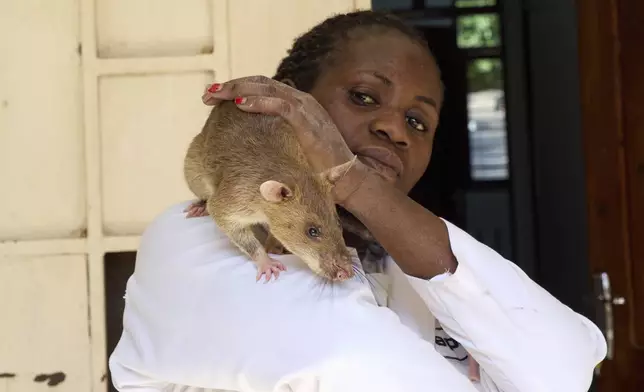 Felista Staneslouas, Head of Department at Morogoro Hospital, plays with one of the rats in Morogoro, Tanzania, Tuesday, July 29, 2025. (AP Photo/Jack Denton)