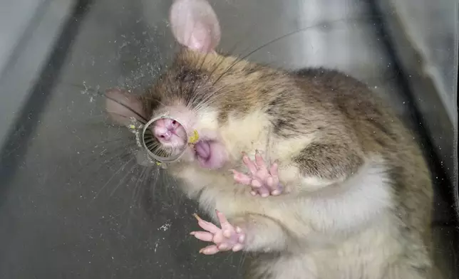An African giant pouched rat being trained to detect tuberculosis licks a treat off glass in APOPO's laboratory in Morogoro, Tanzania, Tuesday, July 29, 2025. (AP Photo/Jack Denton)
