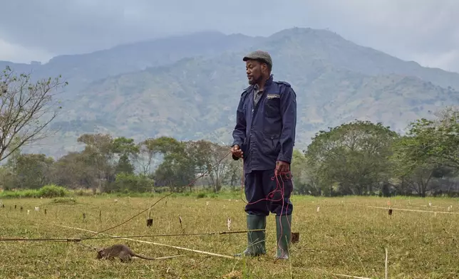 A landmine-detection rat scurries across a training grid under the watchful eye of a handler at the APOPO humanitarian demining organization facility in Morogoro, Tanzania, Tuesday, July 29, 2025. (AP Photo/Jack Denton)
