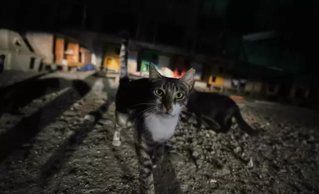 A cat is seen at a park in Lakatamia area of capital Nicosia, Cyprus, Oct. 4, 2025. (AP Photo/Petros Karadjias)