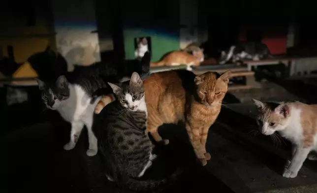 Cats are seen at a park in Lakatamia area, of capital Nicosia, Cyprus, Oct. 4, 2025. (AP Photo/Petros Karadjias)