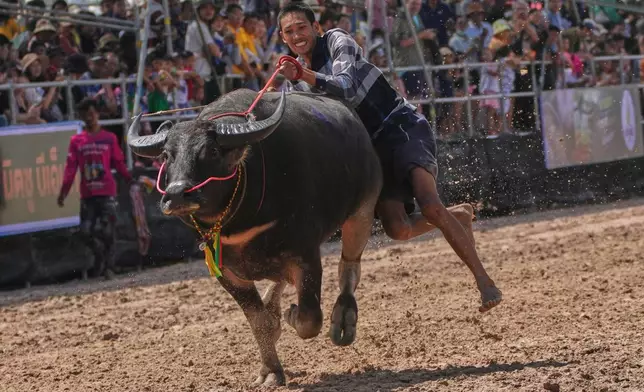 A Thai buffalo rider loses his balance and falls in a sprint event during the annual buffalo racing festival in Chonburi, Thailand, Monday, Oct. 6, 2025. (AP Photo/Sakchai Lalit)