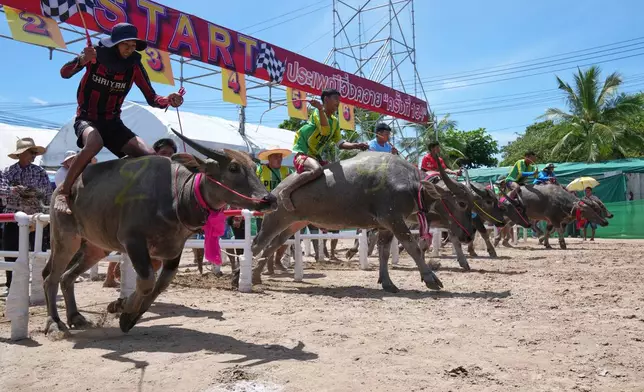 Thai buffalo racers start off a sprint event during an annual buffalo racing festival in Chonburi, Thailand, Monday, Oct. 6, 2025. (AP Photo/Sakchai Lalit)