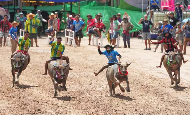 Thai buffalo racers compete in a sprint event during an annual buffalo racing festival in Chonburi, Thailand, Monday, Oct. 6, 2025. (AP Photo/Sakchai Lalit)