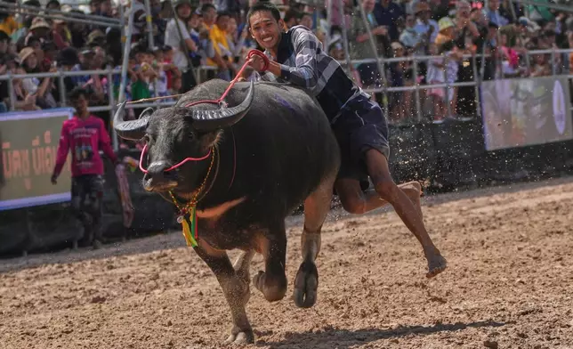 A Thai buffalo rider loses his balance and falls in a sprint event during an annual buffalo racing festival in Chonburi, Thailand, Monday, Oct. 6, 2025. (AP Photo/Sakchai Lalit)