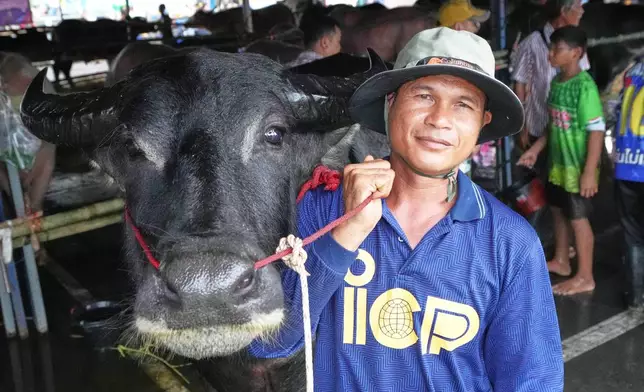 Thawatchai Daeng-Ngam and his "Tod," a 5-year-old buffalo, participate in a beauty buffalo pageant during an annual buffalo racing festival in Chonburi, Thailand, Monday, Oct. 6, 2025. (AP Photo/Sakchai Lalit)