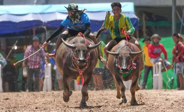 Thai buffalo racers compete in a sprint event during an annual buffalo racing festival in Chonburi, Thailand, Monday, Oct. 6, 2025. (AP Photo/Sakchai Lalit)