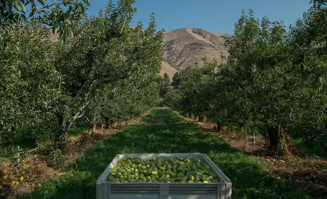 Pears wait to be transported out of an orchard in Naches, Wash., Thursday, Aug. 28, 2025. (AP Photo/Annika Hammerschlag)