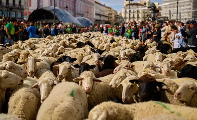 A herd of sheep are guided through central Madrid, Spain, as shepherds lead them through the streets in defense of ancient grazing and migration rights, Sunday, Oct. 19, 2025. (AP Photo/Manu Fernandez)