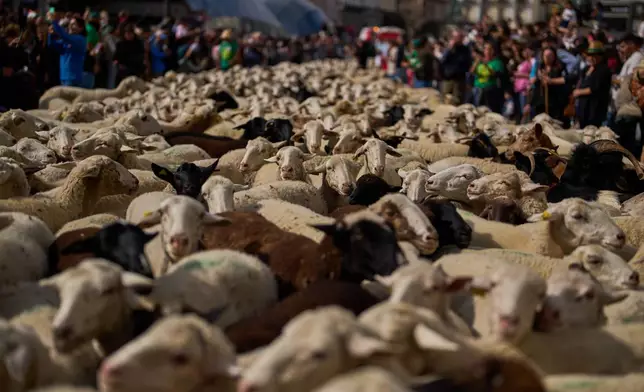 A herd of sheep are guided through central Madrid, Spain by shepherds in defense of ancient grazing and migration rights that seem increasingly threatened by urban sprawl and modern agricultural practices, in Madrid, Spain, Sunday, Oct. 19, 2025. (AP Photo/Manu Fernandez)