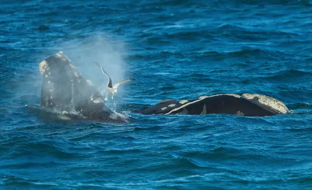 FILE - A seagull flies by a Southern Right Whale calf in the El Doradillo protected area, near Puerto Madryn, Argentina, Oct. 4, 2025. (AP Photo/Victor R. Caivano, File)