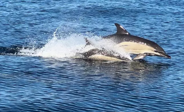 Common dolphins swim off the Maine coast on Oct. 5, 2025. (AP Photo/Patrick Whittle)