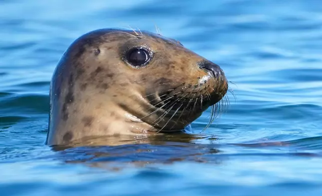 A gray seal surveys its surroundings, Tuesday, Sept. 30, 2025, off the coast of Brunswick, Maine. (AP Photo/Robert F. Bukaty)