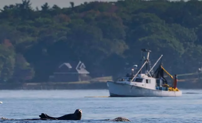 A harbor seal rests on a submerged ledge near fishermen harvesting herring, Monday, Oct. 6, 2025, off Portland, Maine. (AP Photo/Robert F. Bukaty)