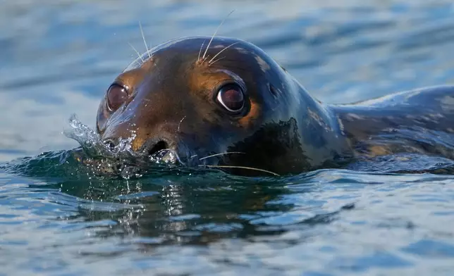 A gray seal swims, Tuesday, Sept. 30, 2025, off the coast of Brunswick, Maine. (AP Photo/Robert F. Bukaty)