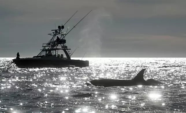 FILE - Two orcas surface near a fishing boat off of Point Loma Monday Jan. 29, 2024, in San Diego. (AP Photo/Denis Poroy, File)