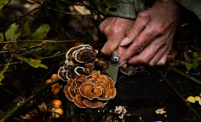 A mushroom hunter picks mushrooms in a forest in Potsdam, Germany, Wednesday, Oct. 8, 2025. (AP Photo/Ebrahim Noroozi)