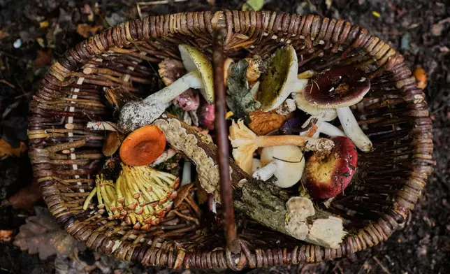 A basket of mushrooms lies on the ground in a forest in Potsdam, Germany, Wednesday, Oct. 8, 2025. (AP Photo/Ebrahim Noroozi)