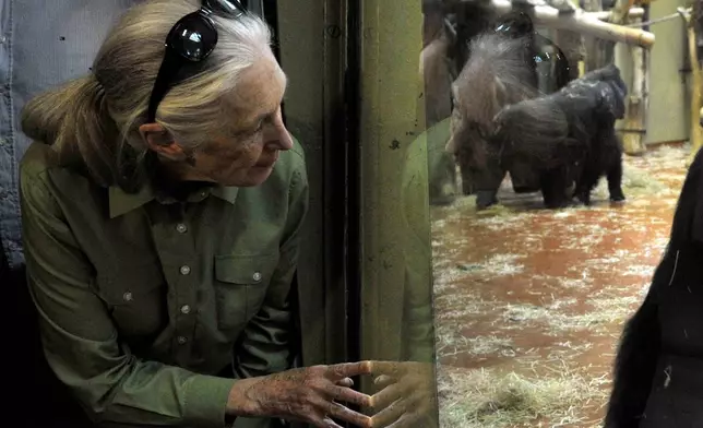 FILE - English primatologist, ethologist, anthropologist, and UN Messenger of Peace Jane Goodall observes gorillas after she unveiled the plaque of late Hungarian primatologist Geza Teleki in the Ape's House of the Budapest Zoo in Budapest, Hungary, June 15, 2015. ( Attila Kovacs/MTI via AP File)