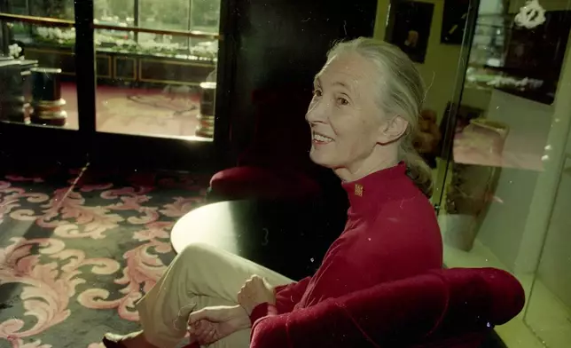 Jane Goodall sits during an interview at the Fairmount Hotel in San Francisco on Oct. 4, 1996. (Liz Hafalia/San Francisco Chronicle via AP)