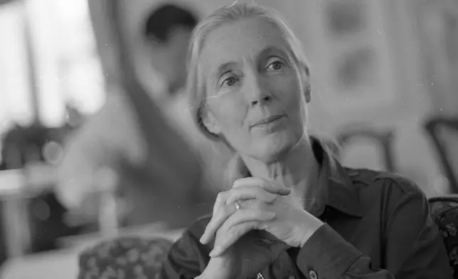 Jane Goodall, author of "Through A Window," is pictured at the Four Seasons Clift Hotel in San Francisco on Oct. 11, 1990. (Tom Levy/San Francisco Chronicle via AP)