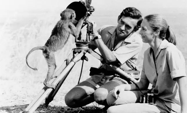 FILE - Anthropologist Jane Goodall, right with husband Hugo van lawick behind camera, January 1974. Goodall, the conservationist renowned for her groundbreaking chimpanzee field research and globe-spanning environmental advocacy, died Wednesday, Oct. 1, 2025. She was 91. (AP Photo, File)