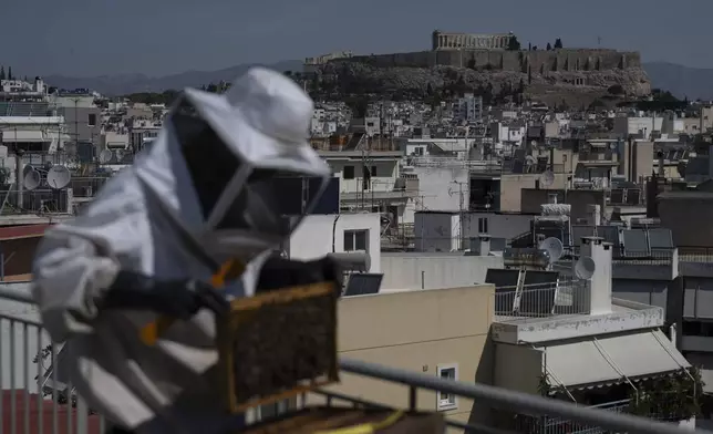 The ancient Acropolis hill stands in the background as Nikos Chadjilias inspects a beehive on a building's roof in Athens, Greece, May 29, 2025. (AP Photo/Michael Varaklas)