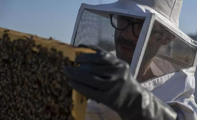 Nikos Chadjilias inspects a beehive's frame on a building's roof in the Ilioupoli suburb of Athens, Greece, May 29, 2025. (AP Photo/Michael Varaklas)
